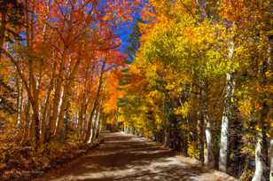 Aspens on road to North Lake-9411.jpg